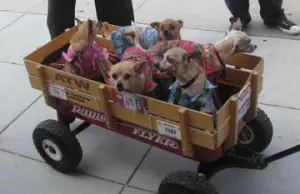 wagon-full-of-chis